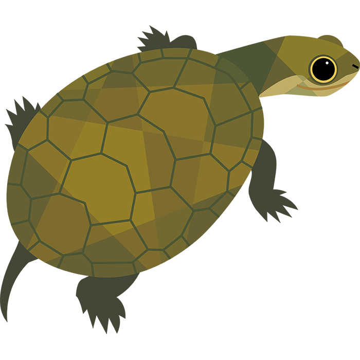 プランタートル