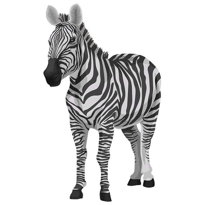 凛々しいシマウマ