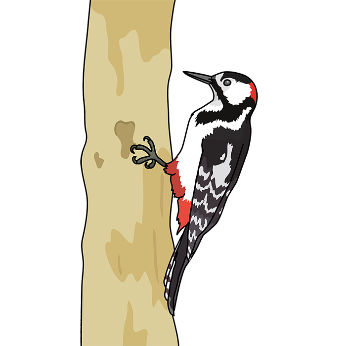 キツツキ