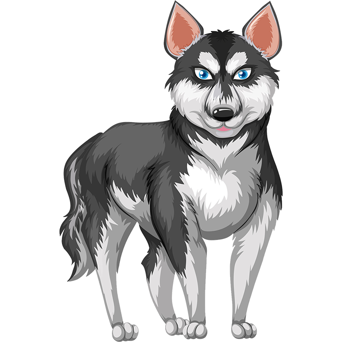 シベリアンハスキー