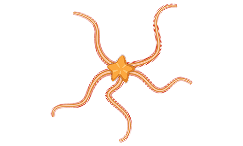 トゲクモヒトデ